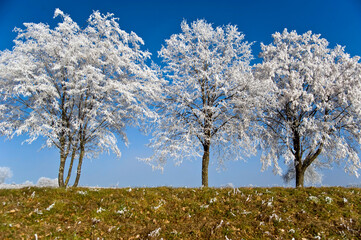 Naklejka premium Vereister Baum
