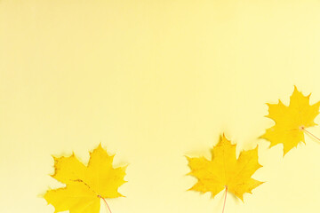 Autumn yellow maple leaves on a yellow background. Autumn and leaf fall concept