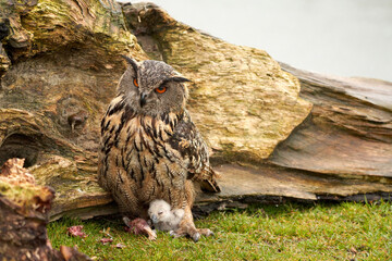 Wild Eurasian Eagle Owls outside their nest. Mother and white chick, they eat a piece of meat