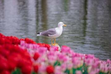 a seagull by the lake