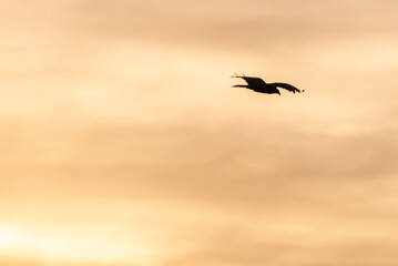 Naklejka premium 琵琶湖畔で夕陽に鳥が巣に帰っていく