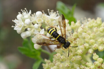 Une tenthrède mimétique d'une guèpe (Tenthredo vespa)