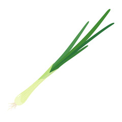 Vector illustration of green onion on white background