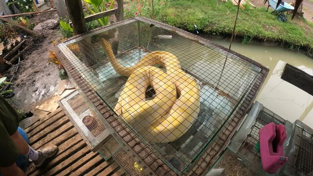 Caged Yellow Burmese Python In The Philippines. Handheld