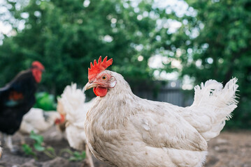 Chickens and a rooster on the farm yard lifestyle image. Farming housekeeping. Animal farm.