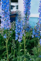 Deep blue and violet color Pacific Hybrid Delphinium flowers in a garden. Idea for postcards, greetings, invitations, posters, background. Vertical photo.