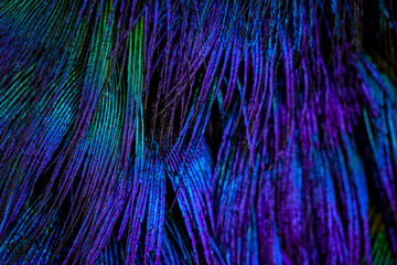 abstract blue background, Feather background, Feather wallpaper, Peacock feathers, Peafowl feathers, Bird feathers, Colorful feathers, feathers, feather, Feathers decoration.