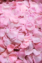 Natural background of rose petals