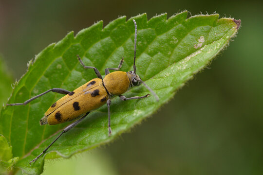 Un joli col&eacute;opt&egrave;re jaune aux longues antennes, le Clyte poilu (Chlorophorus glabromaculatus)