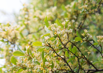 Flowering gumi branch. Natural background