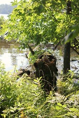 Tree trunk in the woods.