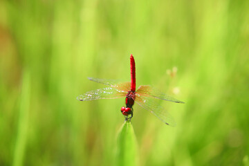 ハッチョウトンボ
