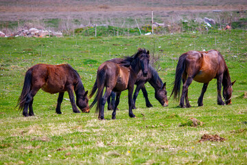 Fototapeta premium Wild horses on the green meadow in the summer