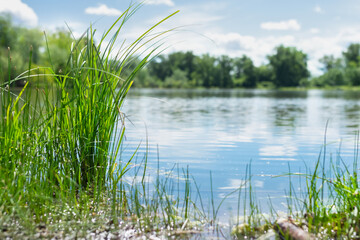 Tall green grass on the lake shore, blue water with reflections of the sky and white clouds