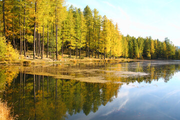 The wonderful lac de roue Bordered by a magnificent larch forest, Natural Park of Queyras, French alps