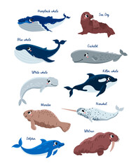 Cute marine mammals set, cartoon flat vector illustration isolated on white background.