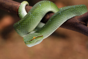 Tropidolaemus wagleri viper closeup on branch, Tropidolaemus wagleri closeup