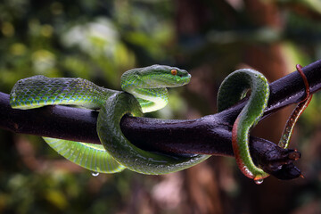 Green viper snake closeup on branch with natural background, Indonesian viper snake
