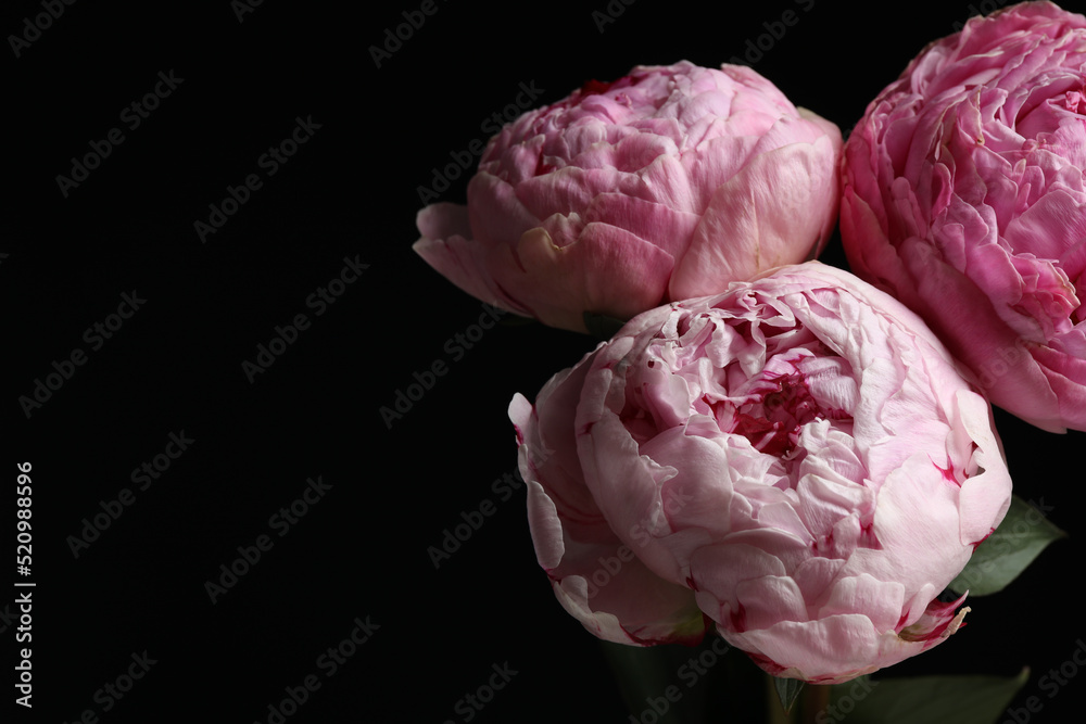 Canvas Prints Beautiful fresh peonies on dark background, space for text