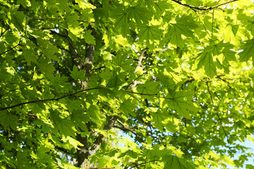 Fototapeta na wymiar Beautiful maple tree with green leaves outdoors, low angle view