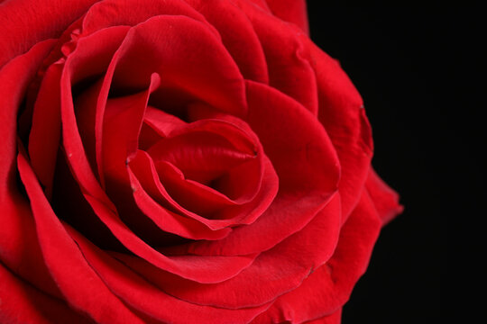 Beautiful red rose on dark background, closeup