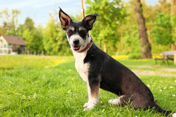 Naklejka na ściany i meble Cute dog with leash sitting on green grass in park