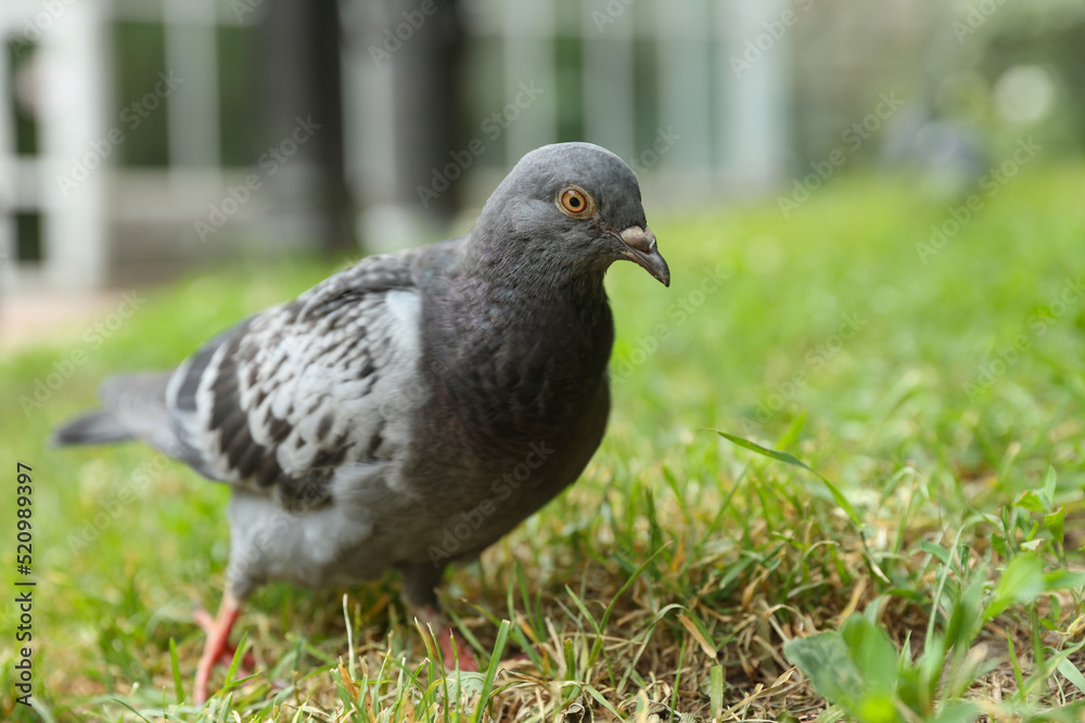 Poster Beautiful grey dove on green grass outdoors, closeup