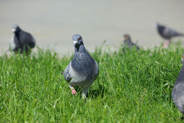 Beautiful grey doves on green grass outdoors