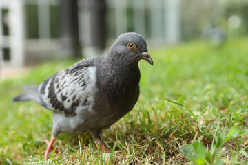 Beautiful grey dove on green grass outdoors, closeup