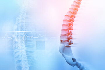 Human spine on blurred medical background. 3d illustration - obrazy, fototapety, plakaty