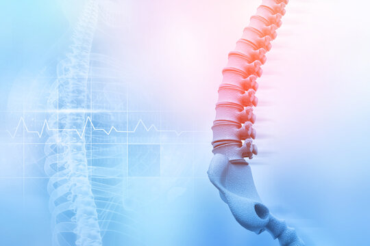 Human spine on blurred medical background. 3d illustration