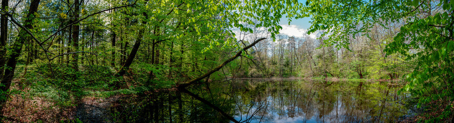 Panorama of forest lakes in spring, young leaves and freshly blossomed buds of trees and shrubs
