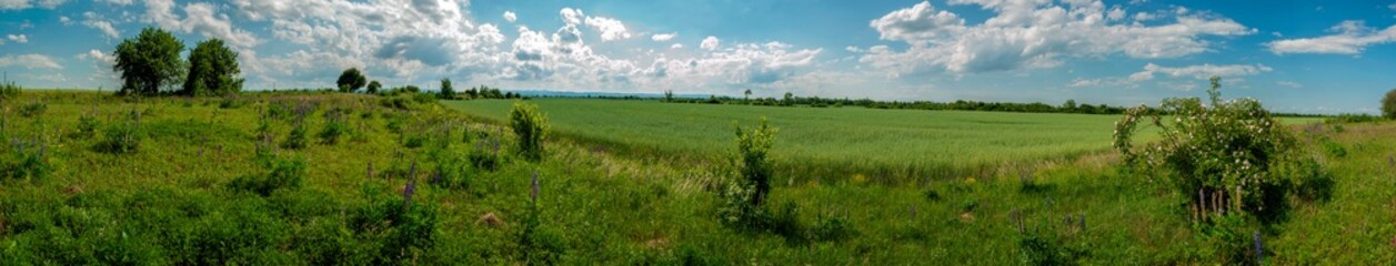 Panorama of rapeseed after flowering, ripening of tied inflorescences