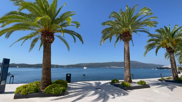 Tivat embankment, elite area of Porto Montenegro, modern architecture. Beautiful date palm tree in the foreground.