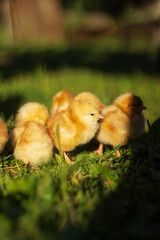 baby chickens walk around the home garden in the village