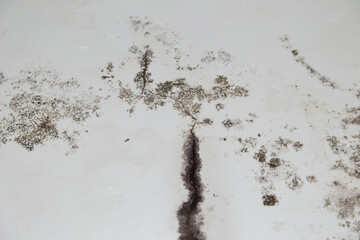 infiltration and mold on the ceiling