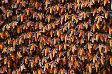 Indian Honeybee nest closeup view