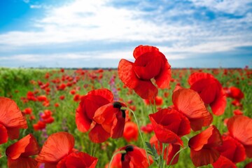 Obraz premium Bright red poppy flowers against the blue sky. Field of wild poppies on a sunny spring day.