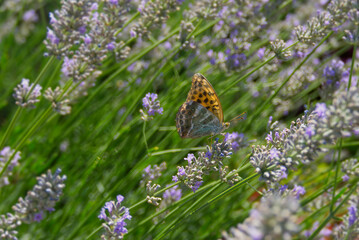 Silver-washed Fritillary butterfly (Argynnis paphia) sitting on lavender in Zurich, Switzerland