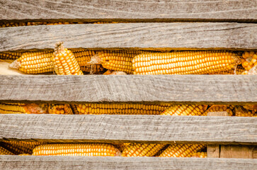 Traditional rural corn barn in a Europe . Rustic wooden corn barn at farm, closeup view, rural...