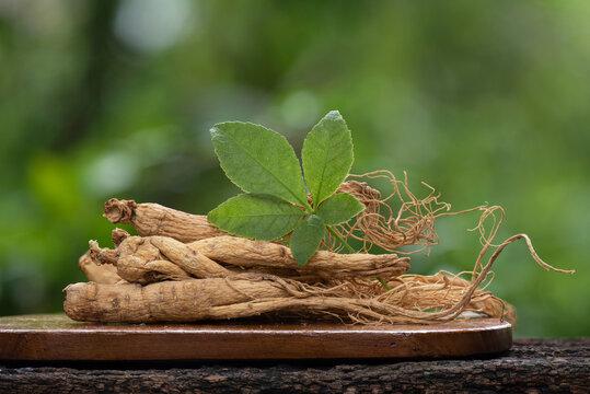 Ginseng or Panax ginseng on bokeh nature background.