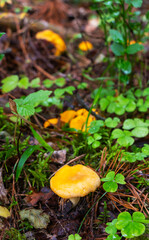 Close-up of small orange chanterelles growing among the green grass in a pine forest. Glade of edible mushrooms