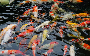 colorful carp fish swimming in  pond