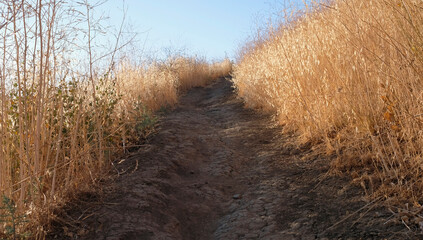Dry plants next to a path - drought in California
