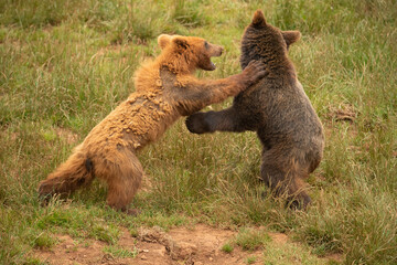 brown bear playing