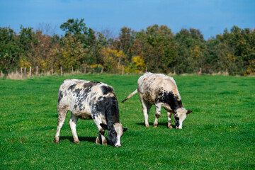 Dairy cows grazing on lush green pasture