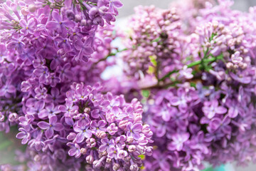 Purple lilac flowers blossom in garden, spring background