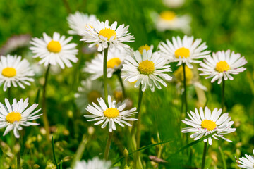 Fototapeta na wymiar Beautiful chamomile flowers in meadow. Spring or summer nature scene