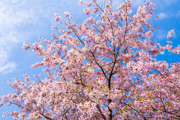 White and pink flowers. Beautiful nature scene with a flowering tree. Spring flowers. Beautiful garden