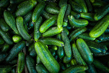 Pile of cucumbers. Cucumbers from the field